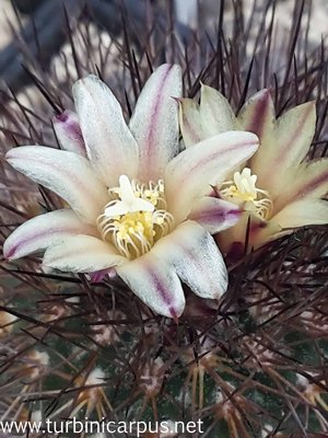 20160412_125740.jpg (392.06 KiB) 8203 mal betrachtet Acharagma aguirreanum ssp. aguirreanum<br />HJB 1493 Sierra de la Paila COAH.