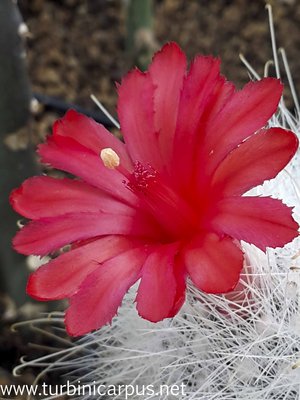 Mammillaria senilis