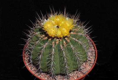 Feroc. alamosanus