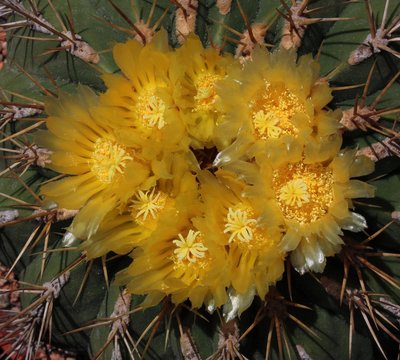 Feroc. alamosanus