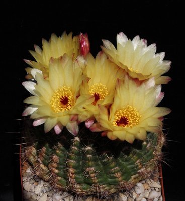 IMG_8568-a.jpg (533.65 KiB) 10647 mal betrachtet Notoc. concinnus