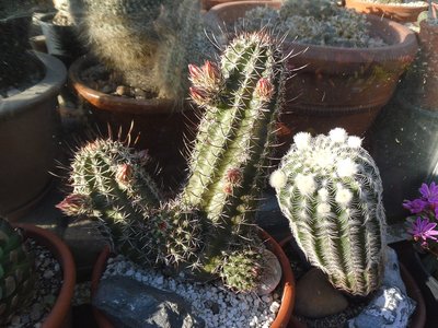Echinocereus engelmannii var fasciculatus SB 1033 und Echinocereus oklahomensis 2016.JPG (249.35 KiB) 11155 mal betrachtet Echinocereus engelmannii var fasciculatus SB 1033 und Echinocereus oklahomensis