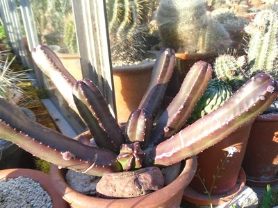 Echinocereus scheeri var gentry 2016-2.JPG (228.89 KiB) 11155 mal betrachtet Echinocereus scheeri var gentry