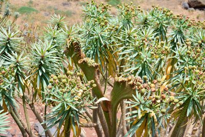 Euphorbia piscatoria mit einem verbänderten Trieb