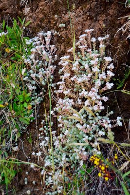 Sedum farinosum