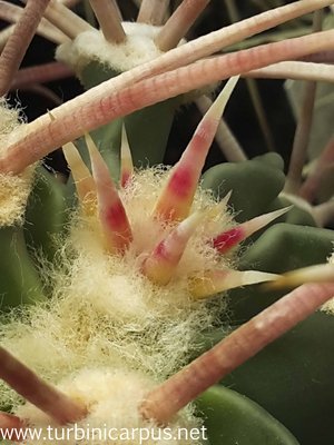 20160511_135846.jpg (337.61 KiB) 9662 mal betrachtet Echinocactus parryi<br />Neutrieb