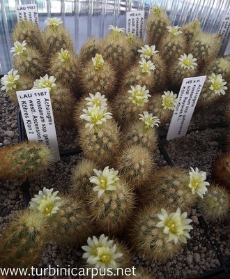 20160511_134108.jpg (648.04 KiB) 8196 mal betrachtet Acharagma roseanum var. galeanensis