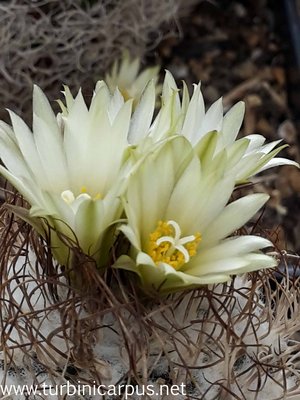 Turbinicarpus pseudomacrochele ssp. krainzianus<br />G. Frank/Wien