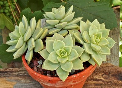 Graptosedum 2009-2; Crassulaceae (1).jpg