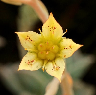 Graptosedum 2010-161; Crassulaceae (3).jpg