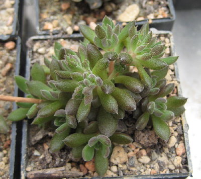 Nr. 1: vermutlich ein Crassula!?