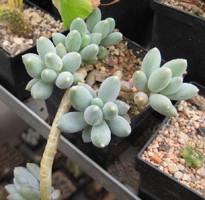 Nr. 2: ich tippe auf ein Pachyphytum, aber welches?