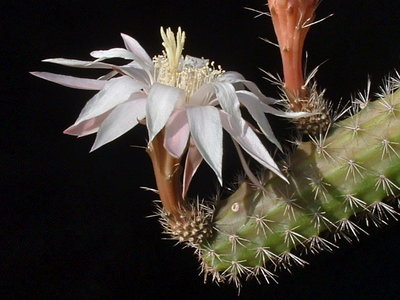 PenioGuatemalensis001.JPG