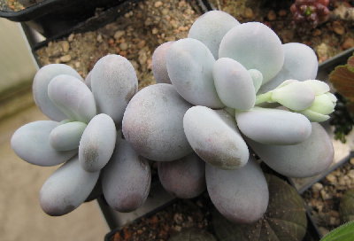 Nr. 3: ein Pachyphytum oviferum?