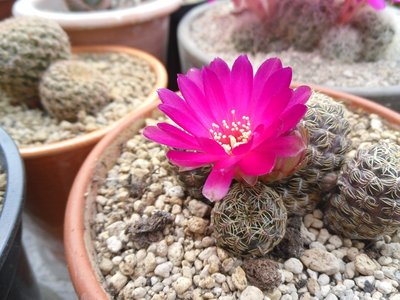 Sulcorebutia gemmae VZ 247a 2016-1.JPG (194.86 KiB) 21558 mal betrachtet Sulcorebutia gemmae VZ 247a