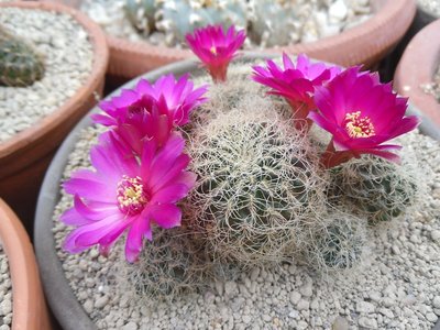 Sulcorebutia hertusii PHA 177KF 1