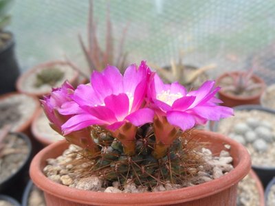 Sulcorebutia pulchra var longispina HS 78a 2016-2.JPG (152.67 KiB) 22649 mal betrachtet Sulcorebutia pulchra var longispina HS 78a