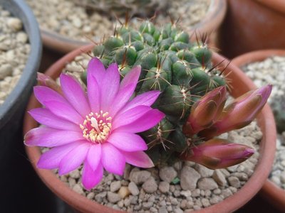 Sulcorebutia steinbachii VS 379 2016-1.JPG (173.65 KiB) 22649 mal betrachtet Sulcorebutia steinbachii VS 379