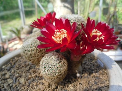Sulcorebutia alba WF 24-21 2016-2.JPG (178.14 KiB) 22649 mal betrachtet Sulcorebutia alba WF 24/21