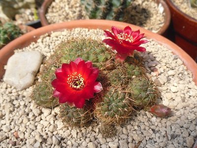 Sulcorebutia pasopayana WR 593 2016-1.JPG (248.92 KiB) 21558 mal betrachtet Sulcorebutia pasopayana WR 593