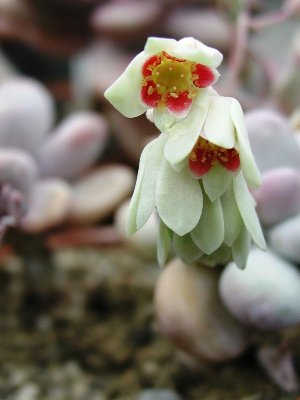 Pachyphytum oviferum Blüte.jpg