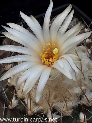 20160513_170014.jpg (338.41 KiB) 7952 mal betrachtet Obregonia denegrii<br />nördl. Jaumave TAM.