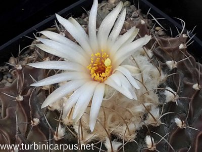 20160513_170028.jpg (362.11 KiB) 7952 mal betrachtet Obregonia denegrii<br />nördl. Jaumave TAM.