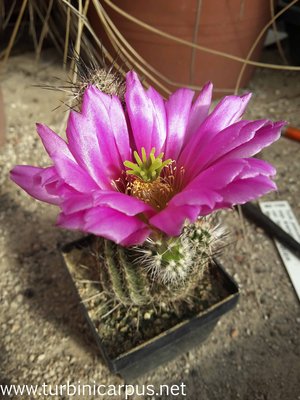 20160513_170235.jpg (389.87 KiB) 11502 mal betrachtet Wilcoxia/Echinocereus Hybride<br />Eltern unbekannt