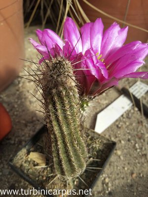 20160513_170241.jpg (379.31 KiB) 11502 mal betrachtet Wilcoxia/Echinocereus Hybride<br />Eltern unbekannt