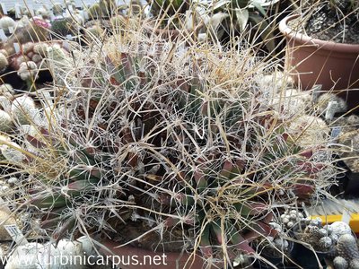 20160513_171352.jpg (1013.49 KiB) 16392 mal betrachtet Leuchtenbergia principis