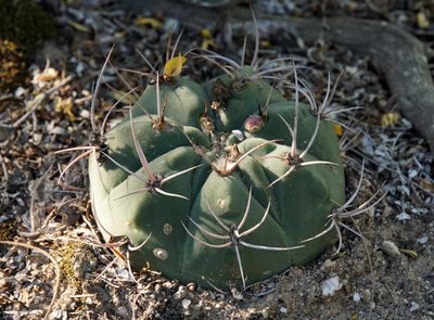 DSC03202.jpg (181.03 KiB) 12079 mal betrachtet Gymnocalycium nigriareolatum RB3120 - El Portezuelo, Catamarca 615m