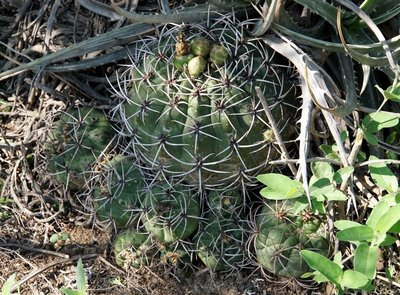 DSC03220.JPG (253.21 KiB) 12079 mal betrachtet Gymnocalycium nigriareolatum simoi RB3122 - südl. Palo Labrado, Catamarca 750m