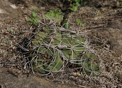 DSC03225.JPG (221.65 KiB) 11061 mal betrachtet Gymnocalycium nigriareolatum simoi RB3122 - südl. Palo Labrado, Catamarca 750m