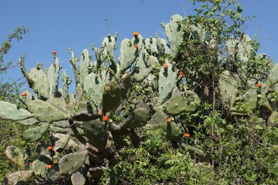 DSC03233.JPG (211.98 KiB) 12079 mal betrachtet Opuntia quimilo RB3124 - südl. Palo Labrado, Catamarca 750m