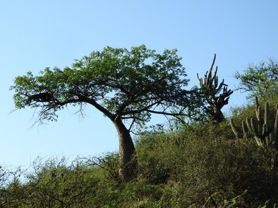 DSCN1454.JPG (183.92 KiB) 12079 mal betrachtet Florettseidenbaum - Ceiba speciosa