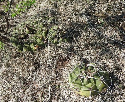 DSCN1474.JPG (344.21 KiB) 12079 mal betrachtet Gymnocalycium nigriareolatum simoi RB3122 - südl. Palo Labrado, Catamarca 750m