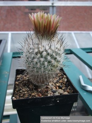 Gymnocactus subterraneus_klein.jpg