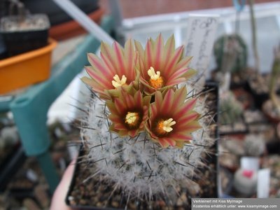 Gymnocactus subterraneus Blüte_klein.jpg