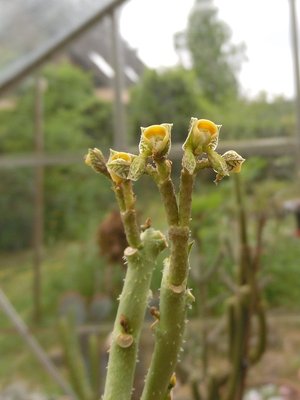 Monadenium echinulatum 2016-1a.JPG (128.71 KiB) 21195 mal betrachtet Monadenium echinulatum 2016-1