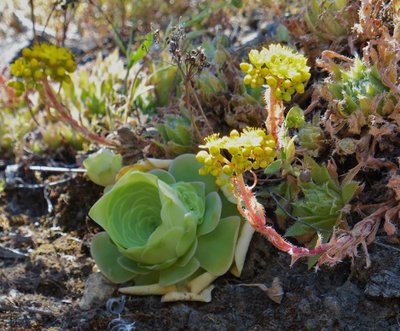 Aeonium simsii, Aeonium aureum.jpg