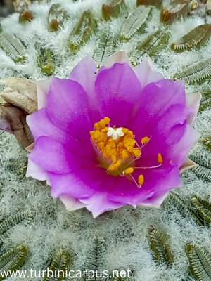 20160517_140715.jpg (469.8 KiB) 11955 mal betrachtet Pelecyphora asseliformis