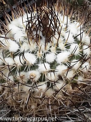 20160517_141808.jpg (569.15 KiB) 17956 mal betrachtet Turbinicarpus roseiflorus Hybride <br />DDR
