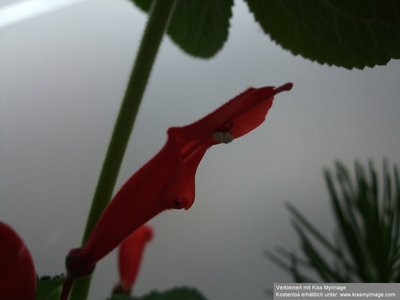 Sinningia magnifica Einzelblüte Öffnung_klein.jpg