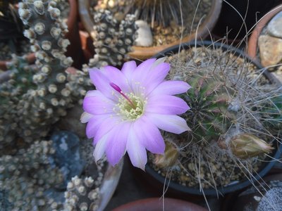 Lobivia wrightiana WR 396 2016-1.JPG (176.48 KiB) 13308 mal betrachtet Lobivia wrightiana WR 396