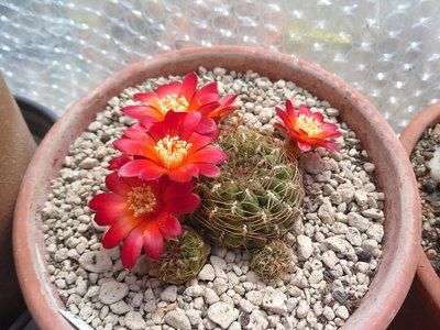 Sulcorebutia cuprea HS 268