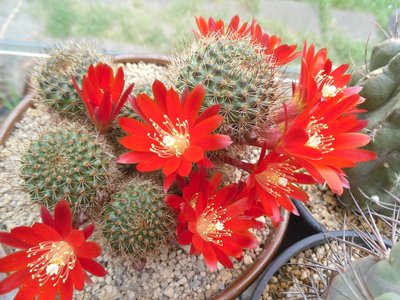 Aylostera fulviseta 2016-1.JPG (247.43 KiB) 12312 mal betrachtet Aylostera fulviseta