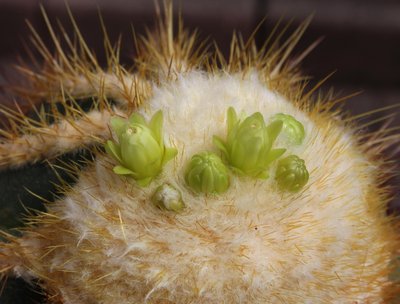 IMG_9164-a.jpg (339.99 KiB) 12286 mal betrachtet Buiningia brevicylindrica