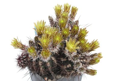 IMG_9175-a.jpg (384.32 KiB) 12286 mal betrachtet Echinocer. davisii hybr.