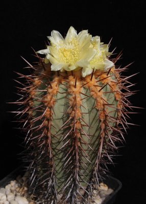 IMG_9142-a.jpg (717.96 KiB) 12582 mal betrachtet Cop. calderana