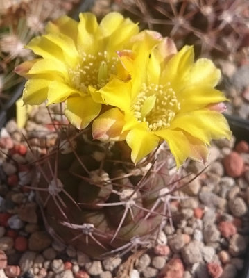 W west DSC_4790.JPG (138.49 KiB) 16875 mal betrachtet Weingartia westii SE168